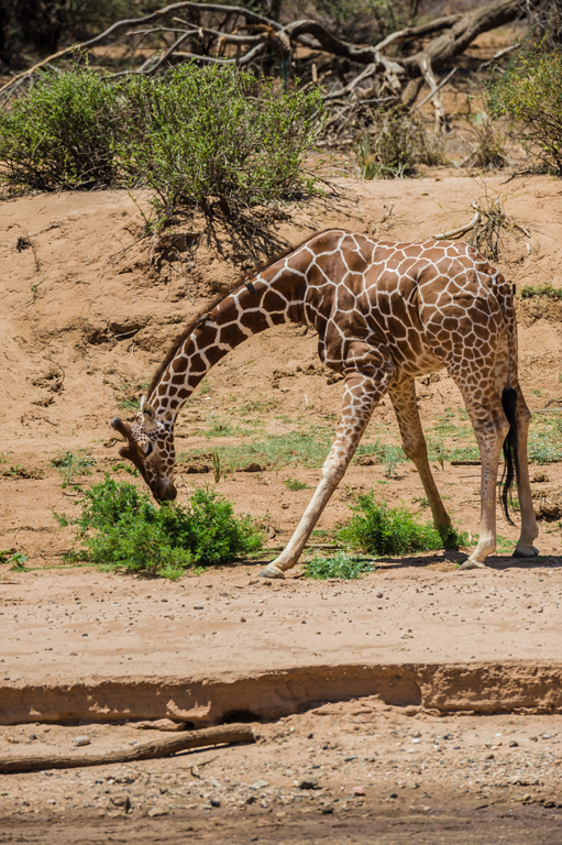 Plancia ëd <i>Giraffa camelopardalis reticulata</i>