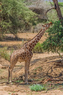 Plancia ëd <i>Giraffa camelopardalis reticulata</i>