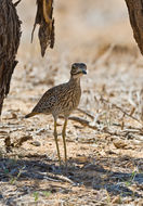 Слика од Burhinus capensis (Lichtenstein & Mhk 1823)