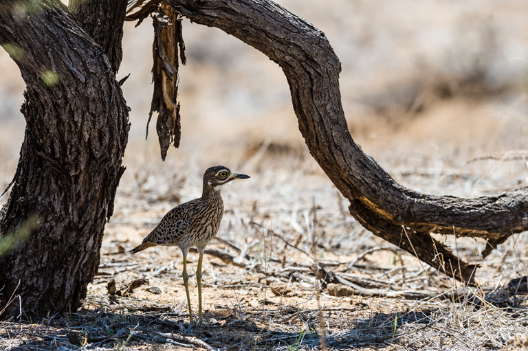 Image of Cape Thick-knee