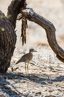 Image of Cape Thick-knee