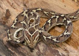 Image of Common Cat Snake