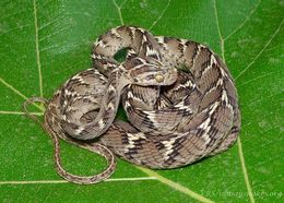 Image of Common Cat Snake