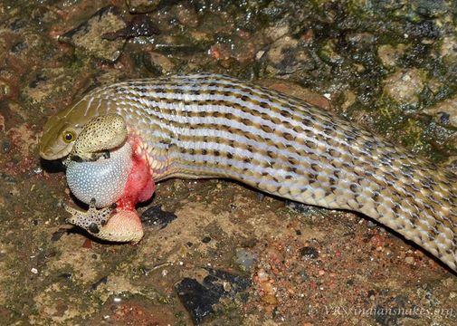 Image of Checkered Keelback Snake