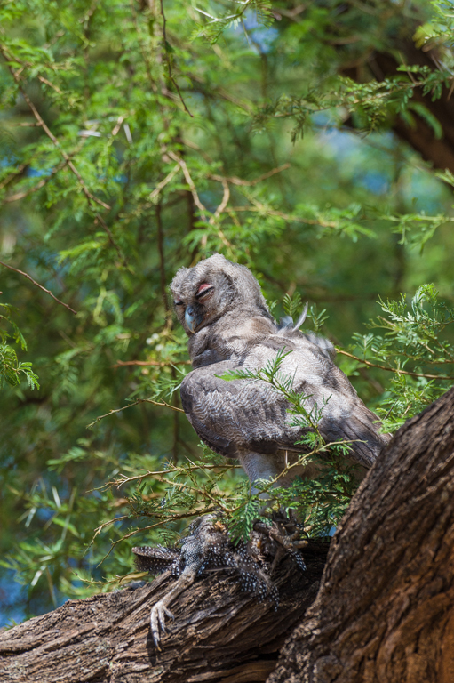 Image of Giant Eagle Owl