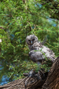 Image of Giant Eagle Owl