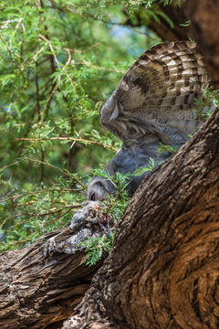 Image of Giant Eagle Owl