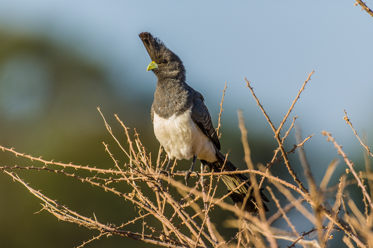 Image of White-bellied Go-away-bird