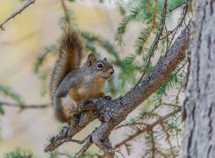 Image of American Red Sqirrel