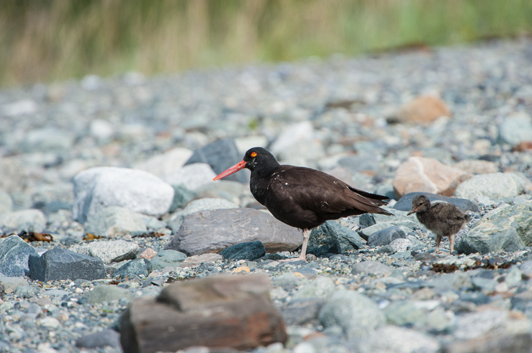 Image of Black Oystercatcher