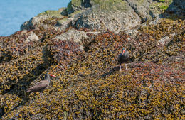 Image of Black Oystercatcher