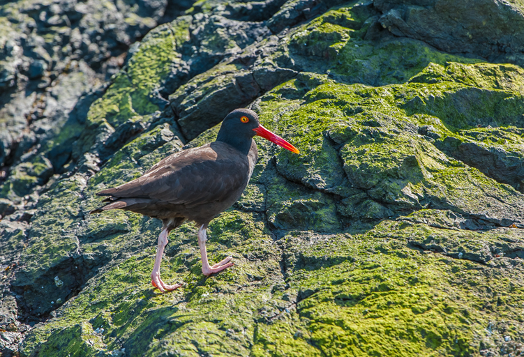 Image of Black Oystercatcher