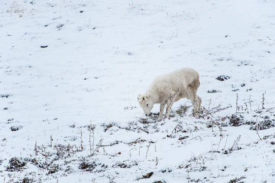 Image of Dall’s Sheep