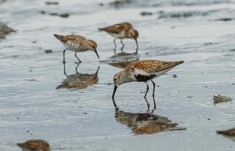 Imagem de Calidris alpina (Linnaeus 1758)