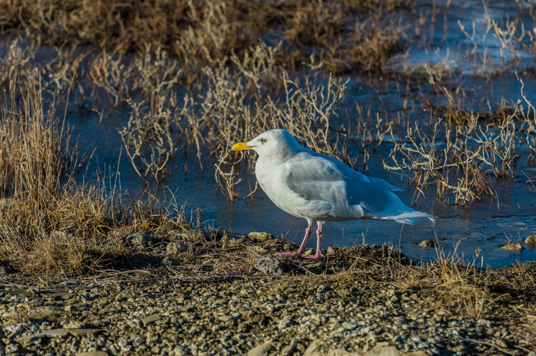 Image of Glaucous Gull