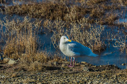 Image of Glaucous Gull