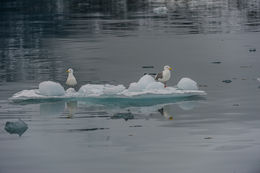 Image of Glaucous Gull