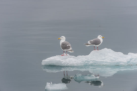 Image of Glaucous-winged Gull