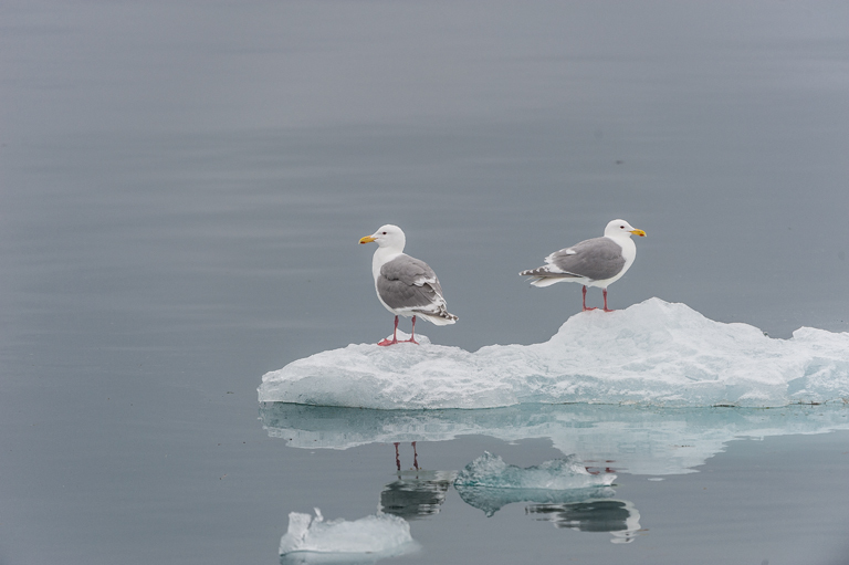 Imagem de Larus glaucescens Naumann & JF 1840