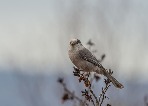 Image of Canada Jay