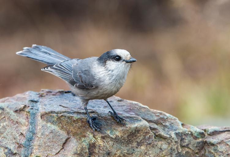 Imagem de Perisoreus canadensis (Linnaeus 1766)