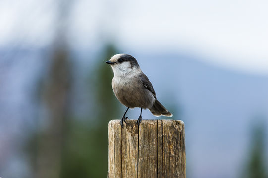 Image of Canada Jay