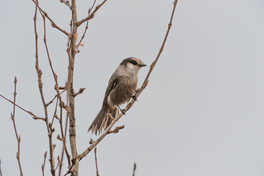 Image of Canada Jay