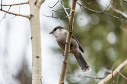 Imagem de Perisoreus canadensis (Linnaeus 1766)