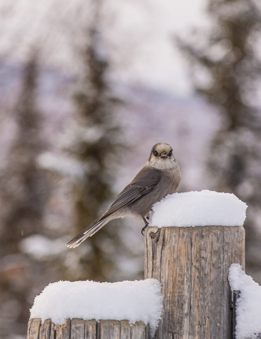 Image of Canada Jay