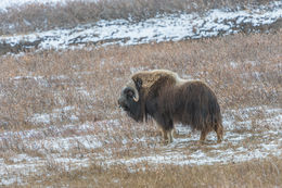 Image of Musk Ox