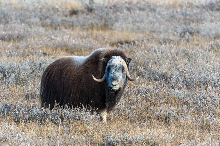 Image of Musk Ox