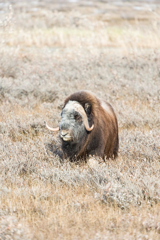 Image of Musk Ox