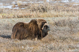 Image of Musk Ox