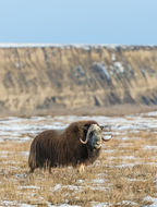 Image of Musk Ox