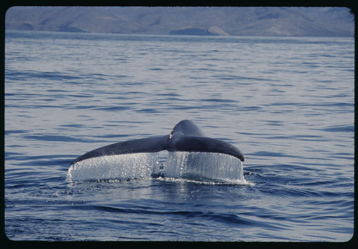 Image of Pygmy Blue Whale