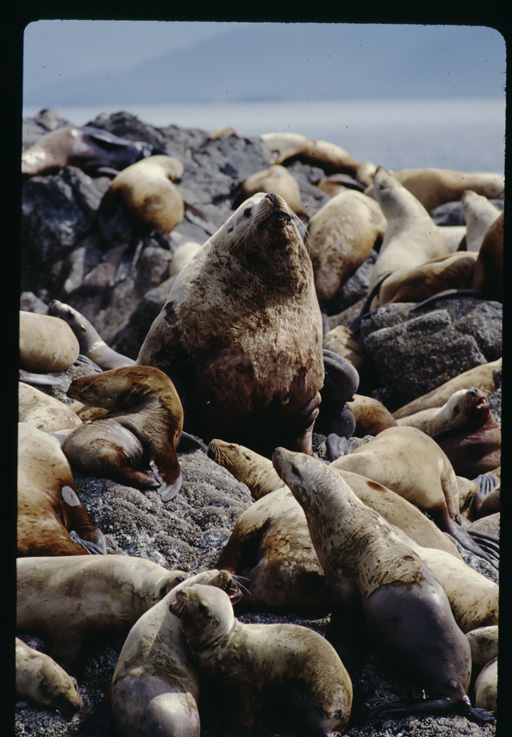 Image of Northern Sea Lion