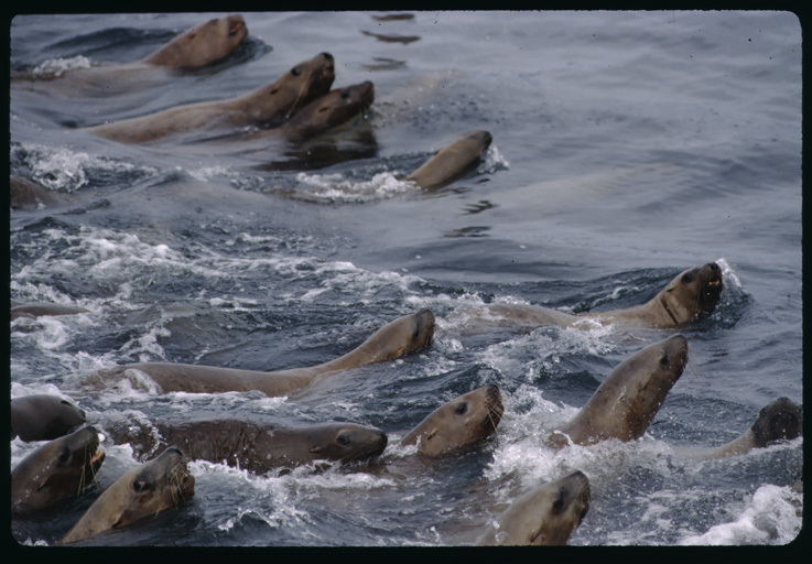 Image of Northern Sea Lion