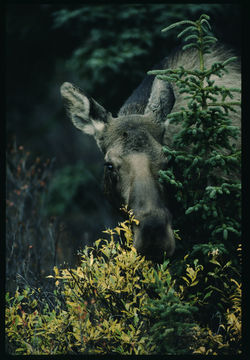 Image of North American Elk