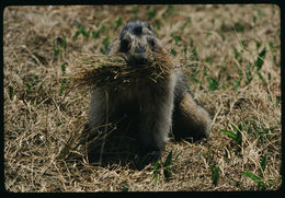 Image of Hoary Marmot