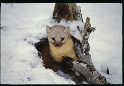 Image of American Marten