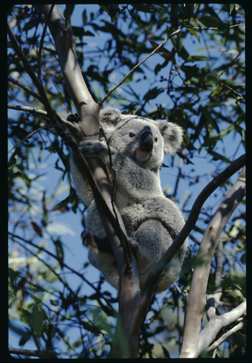 Image of Koala