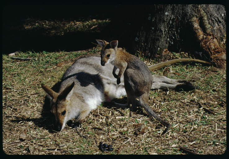 Macropus rufogriseus (Desmarest 1817) resmi