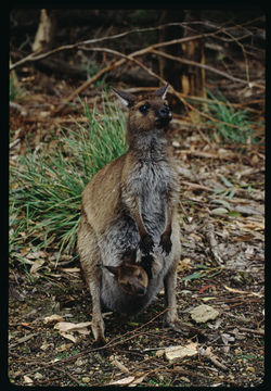 Image of Kangaroo Island Kangaroo