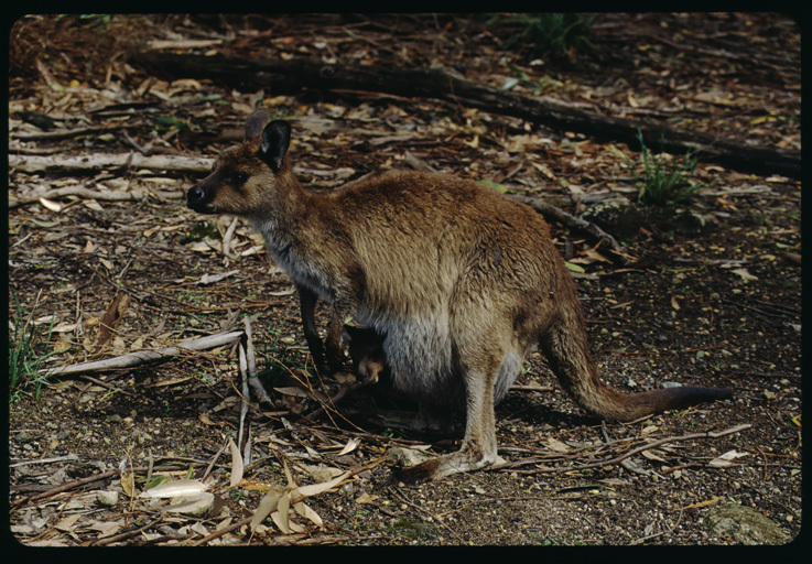 Macropus fuliginosus fuliginosus (Desmarest 1817) resmi