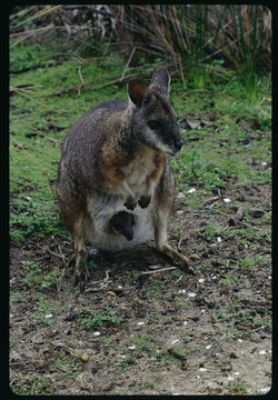 Image of Dama Wallaby