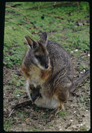 Image of Dama Wallaby