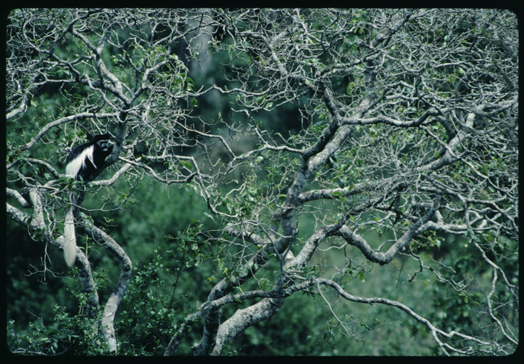 Colobus guereza Rüppell 1835 resmi