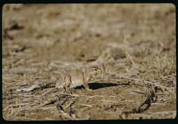 Image of Unstriped Ground Squirrel