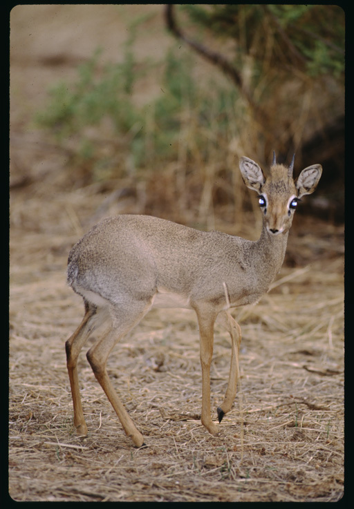 Image of Guenther's Dik-dik