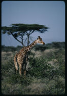 Plancia ëd Giraffa camelopardalis (Linnaeus 1758)